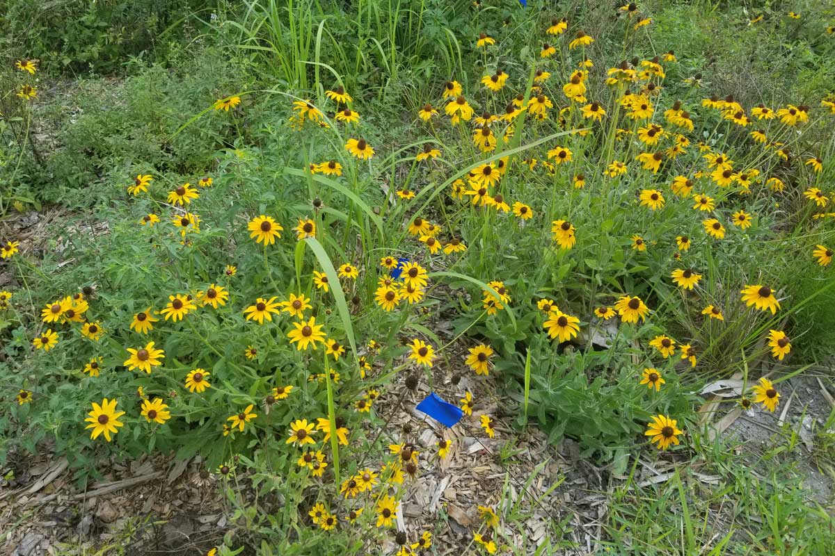 Wildflowers