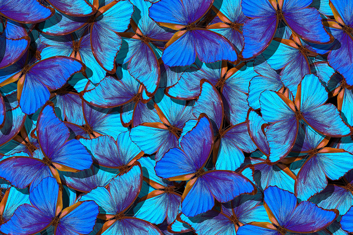 Debashis Butterflies