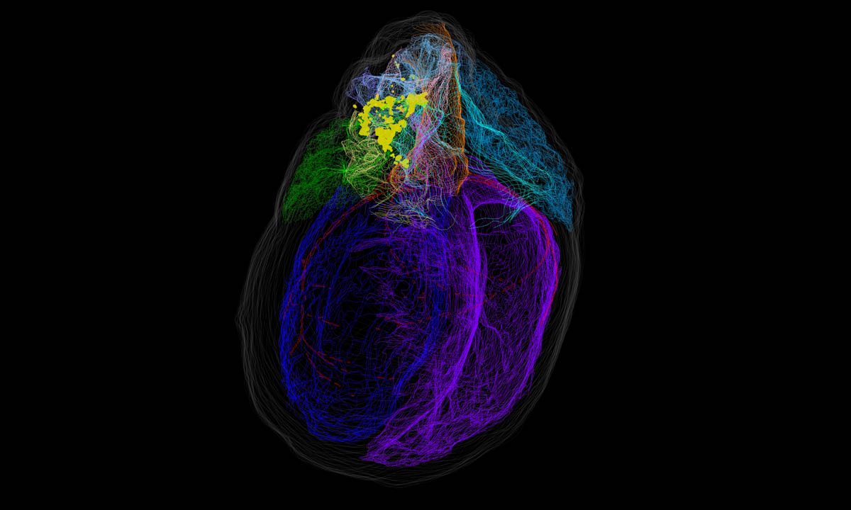 Ucf 3d Heart