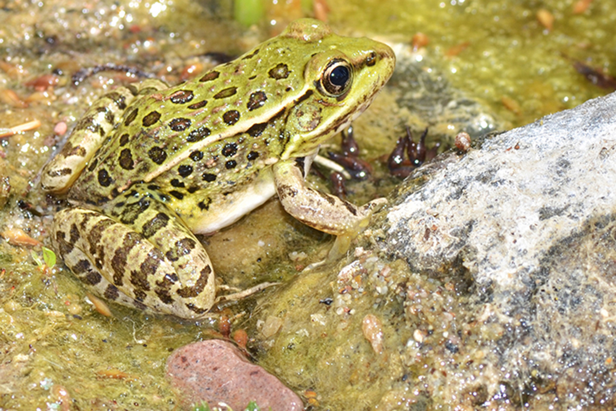 Lowland Leopard Frog For Web