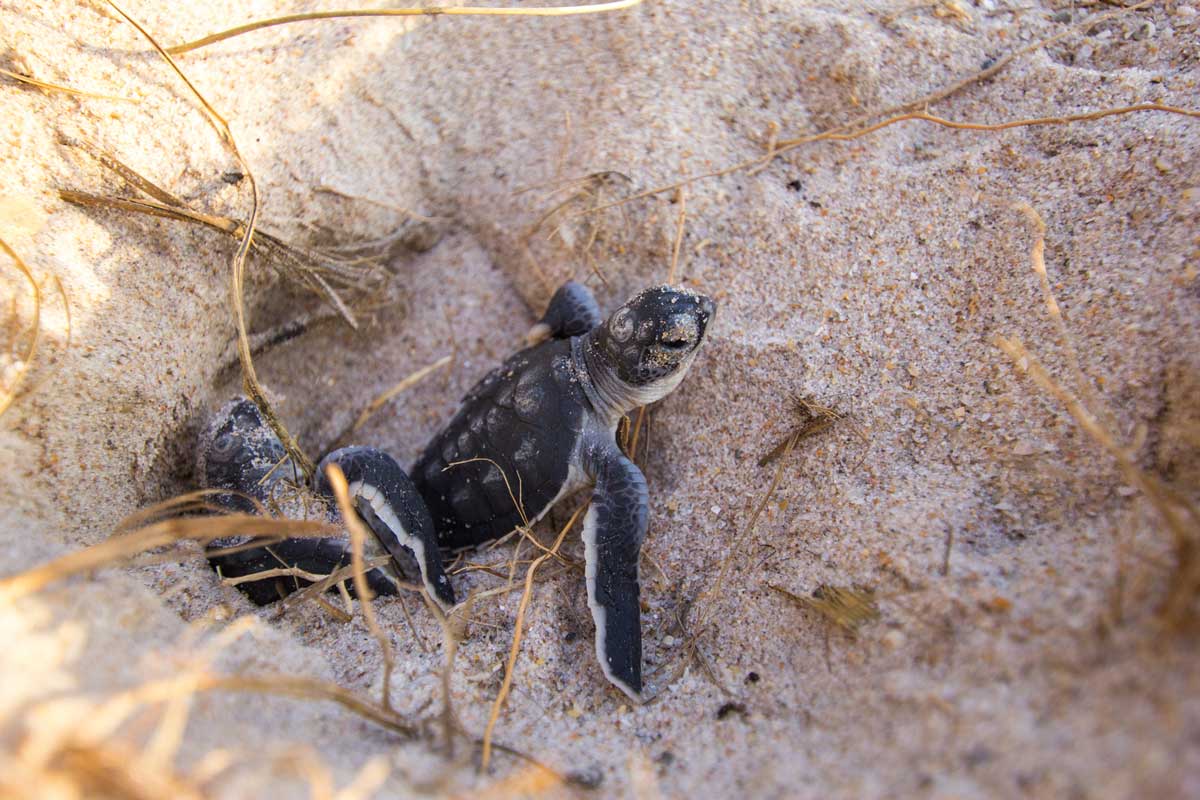 Ucf Sea Turtles