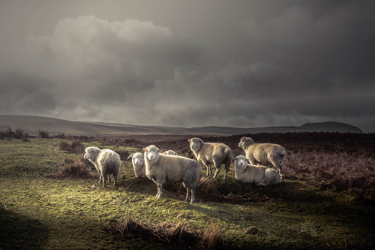 Herd Of Sheep Grazing In The Wild With Thick Coats, With Distant Hills And Dark Moody Sky