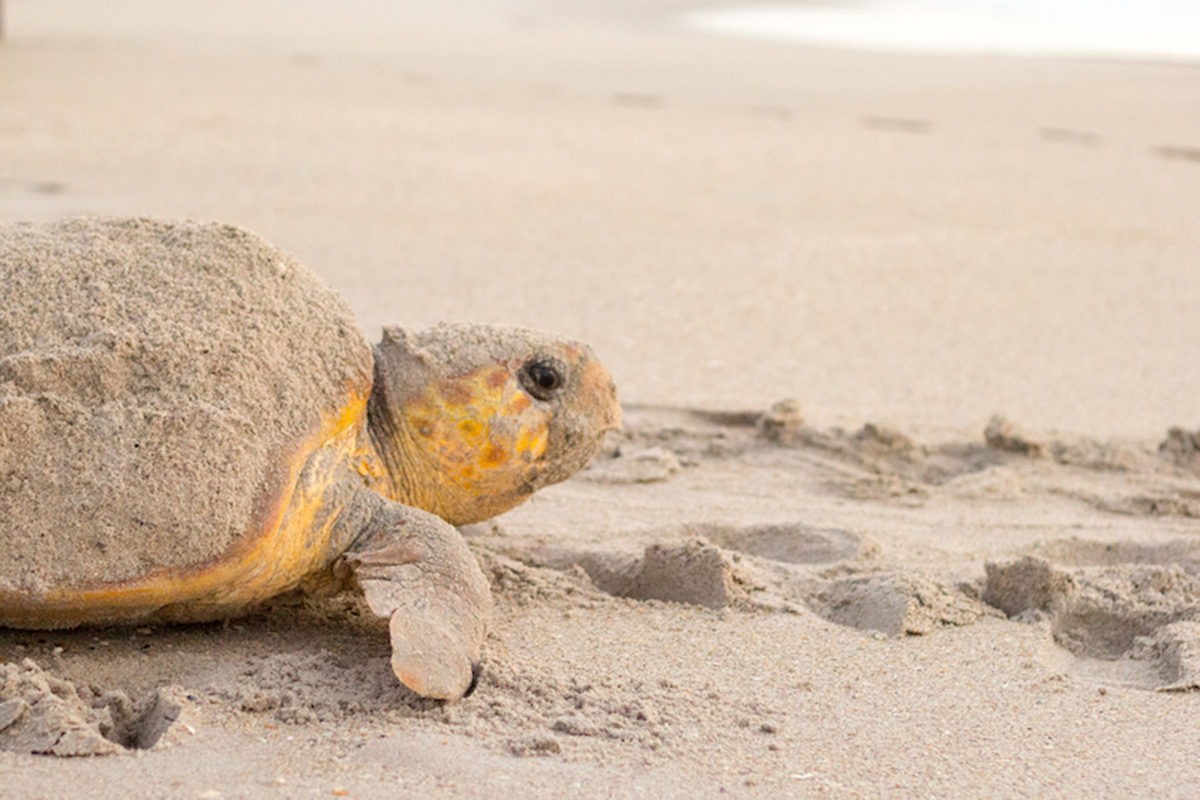 Loggerhead For Web