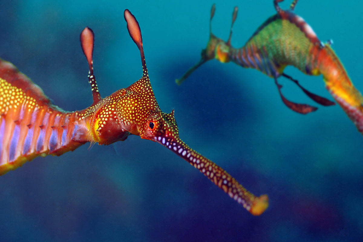 seadragon for web