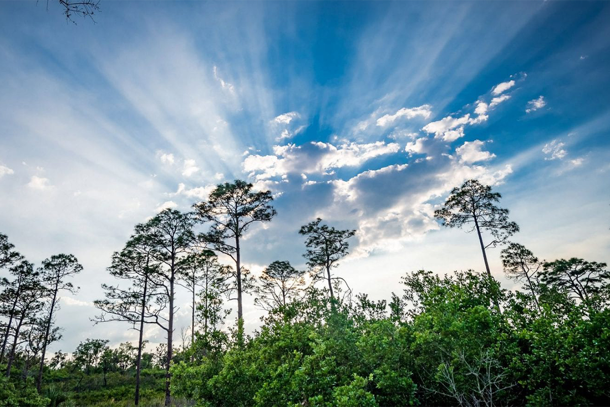 tcp longleaf roberto gonzalez