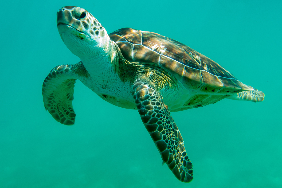 juvenile green sea turtle for web