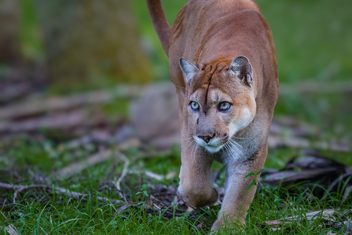 Endangered Florida panthers star in new documentary - ICT News