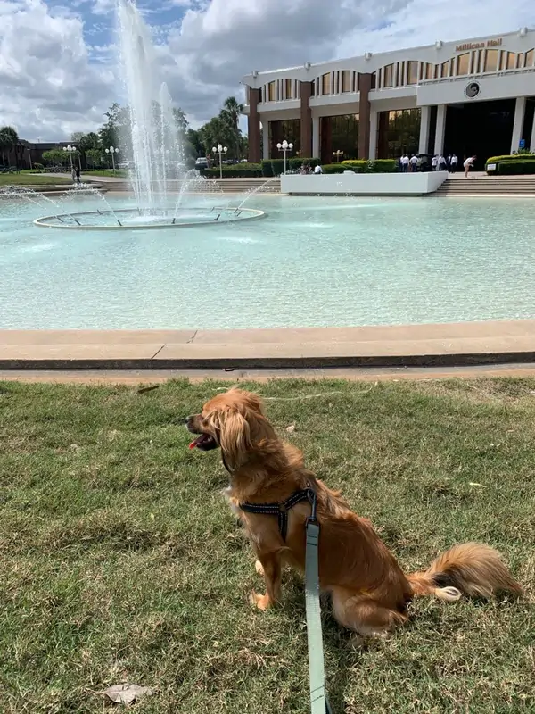 Rachel's dog, Ziggy, sits on the grass near UCF's Reflecting Pond, with the fountain and Millican Hall in the background on a sunny day.